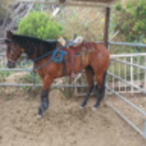 Meet your Posher, Cynthia - Picture 1 of 1